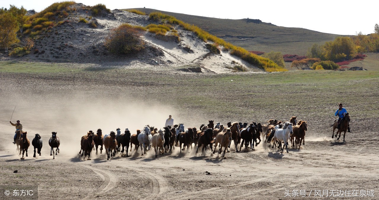 蒙古马和套马图片,蒙古套马绳子教学