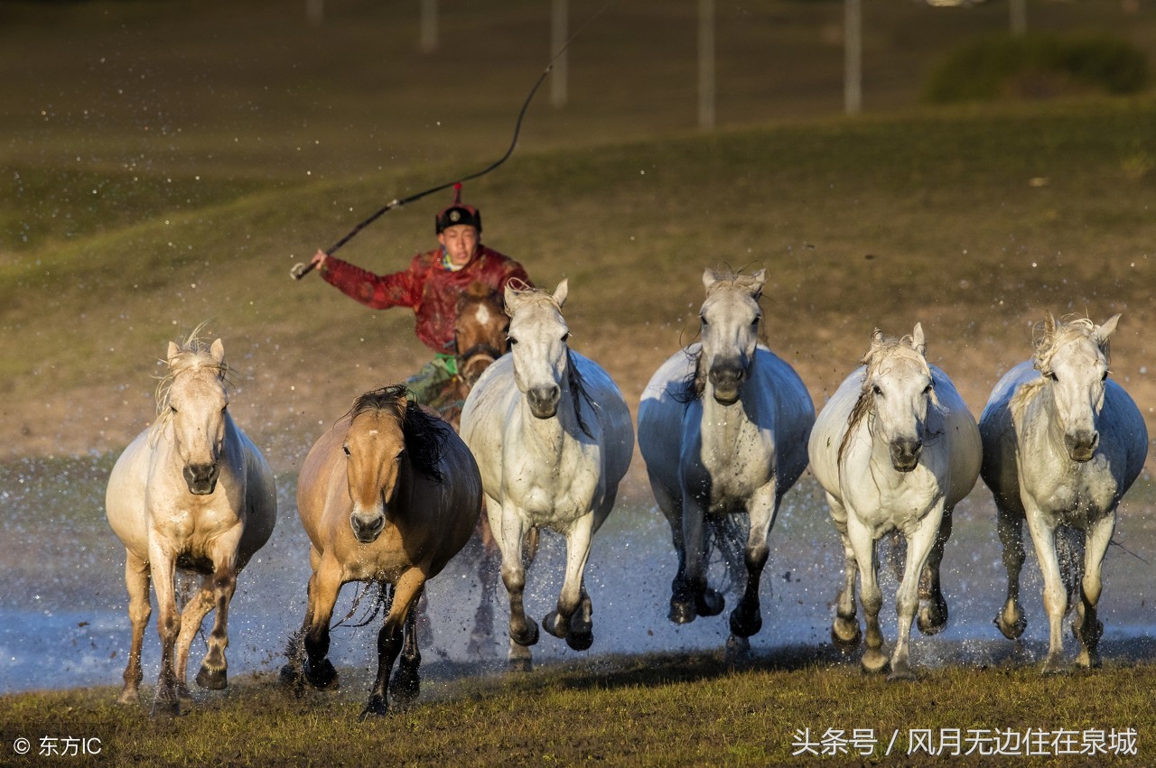 蒙古马和套马图片,蒙古套马绳子教学