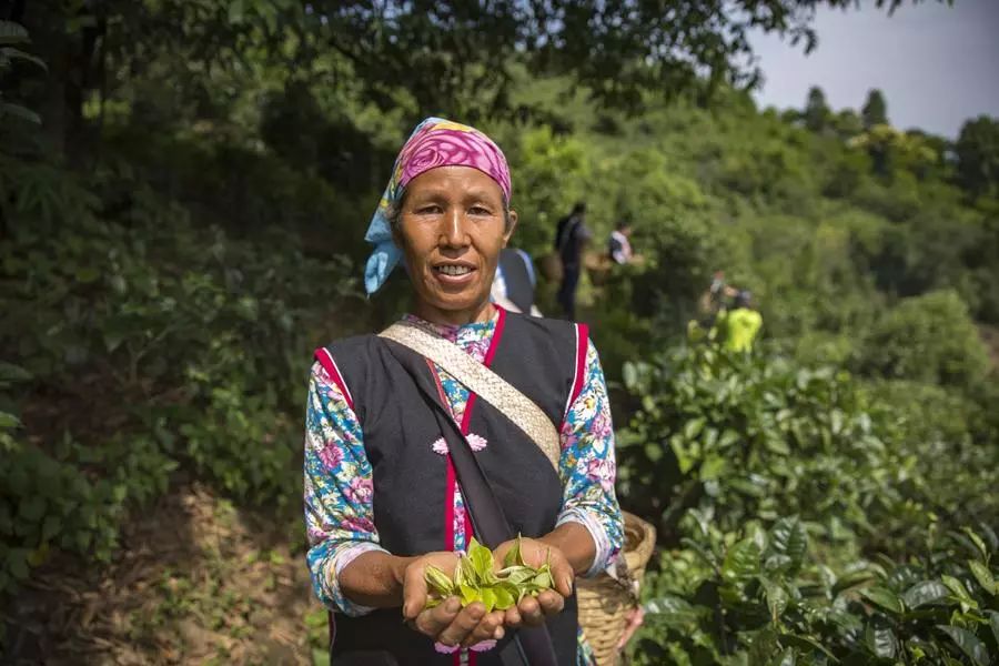 他找来浙大团队，用茶研发洗护用品，成了日本人都在代购的新国货