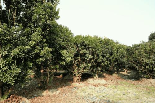 杨梅一年病虫害管理,杨梅怎么管理才能提早开花结果