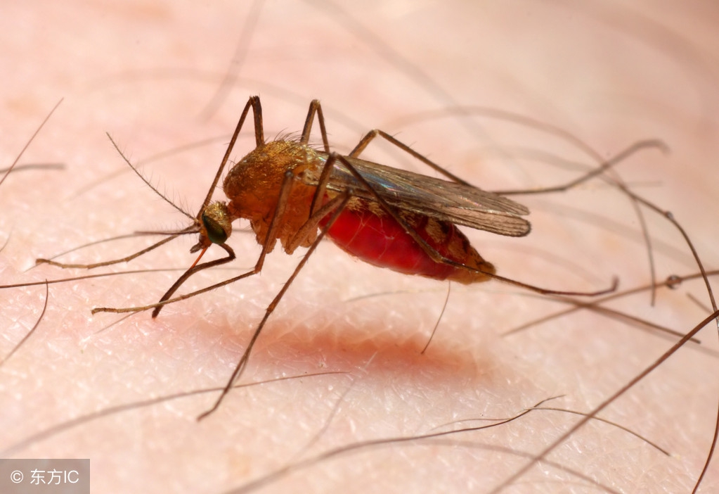 脚心被蚊子咬了奇痒难忍该怎么办,孩子被蚊子咬了怎么消肿止痒最快