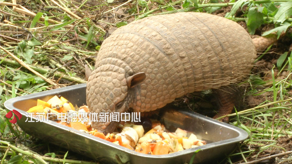 世界杯巴西吉祥物,2017巴西世界杯吉祥物