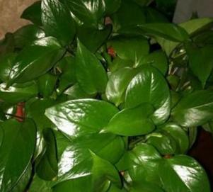 绿萝不施肥怎么养才能更旺盛,绿萝不用营养液不施肥怎么能养好