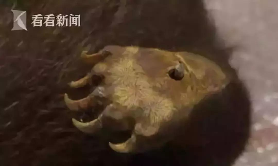 海外代购的荒唐陷阱,最可怕的代购骗局