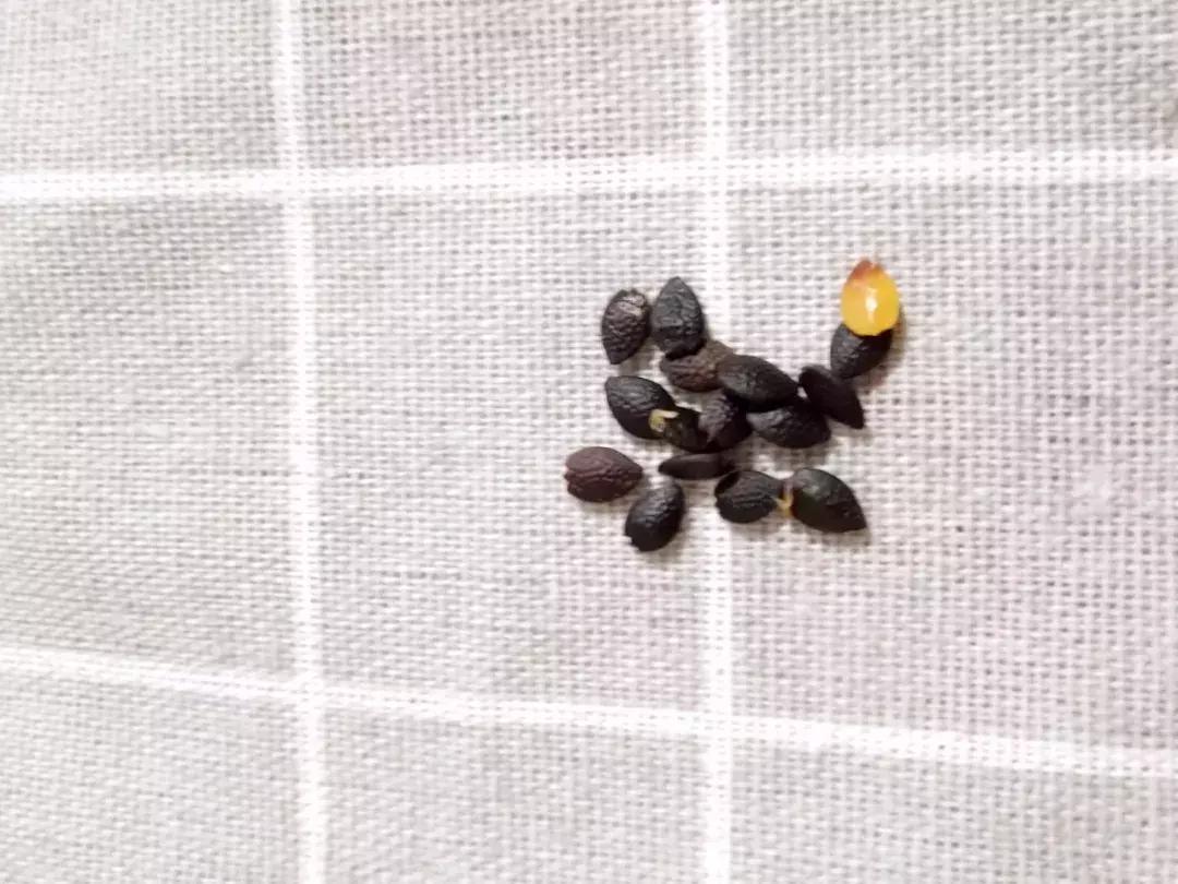 麦当劳大香芒水果茶的五个步骤,麦当劳芒芒椰