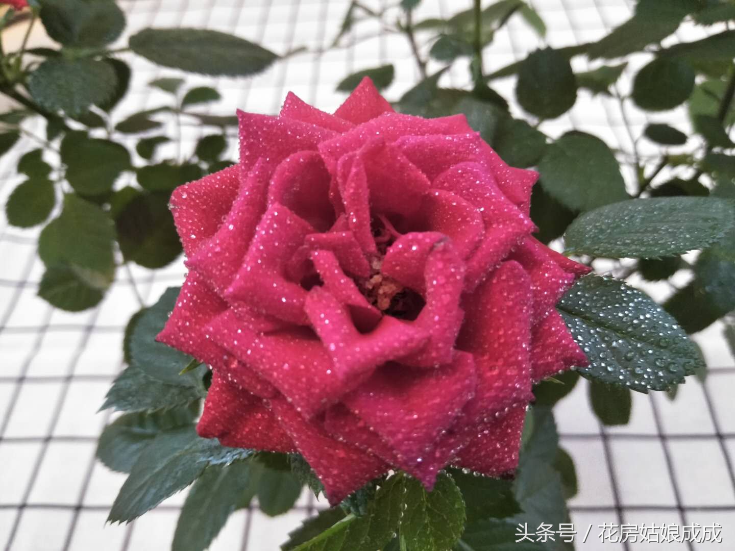 啤酒养花要兑水吗,啤酒养花好不好