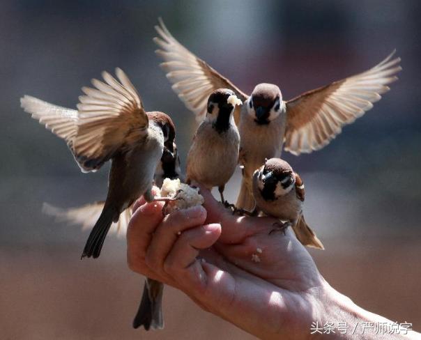 第十六讲汉字的认识规律二：构形会意，谐音补义（会意字）