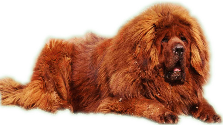 小藏獒多大开始训练,藏獒训练全过程