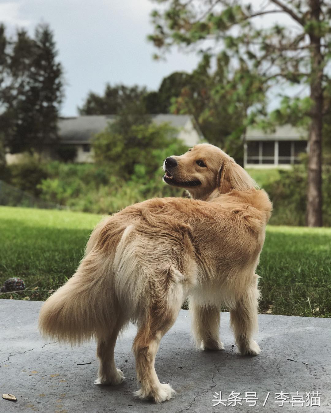 边牧比哈士奇精力更旺盛,比金毛还大的边牧