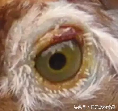 极品画眉鸟头型显示大图,极品画眉斗鸟选择