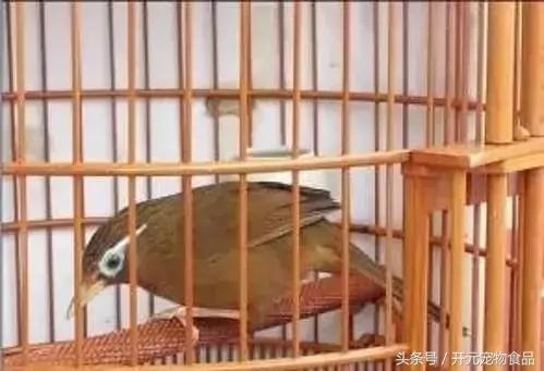 极品画眉鸟头型显示大图,极品画眉斗鸟选择