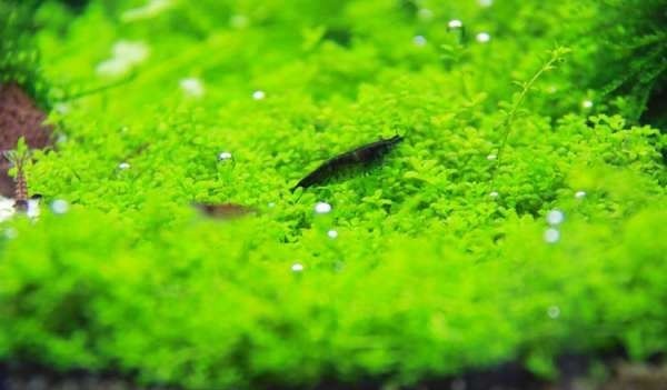 如何布置鱼缸水草造景,峡谷河流鱼缸