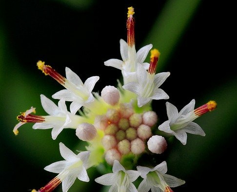 瑗跨摐澶儙澶氳倝妞嶇墿,瑗跨摐澶儙澶氳倝