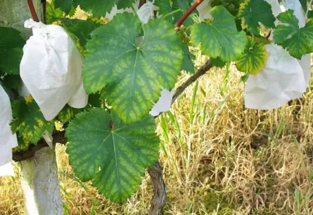 近期葡萄叶片发黄枯叶,葡萄枯叶有几种