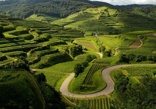 德国的初级葡萄酒怎么样,德国黑皮诺干红葡萄酒