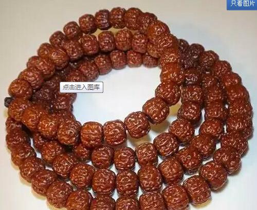 小金刚菩提价格如何判定,小金刚菩提瓣数