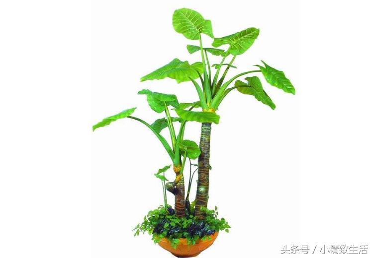 滴水观音有毒为什么还要养在室内,滴水观音有毒为什么还要养在家里