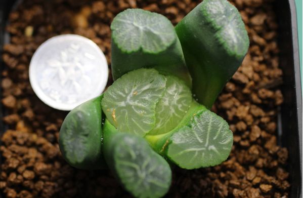 这工资还不够买一颗肉的……