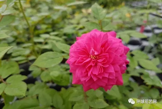 十大最稀有的玫瑰花品种图片,稀有玫瑰花品种大全图片