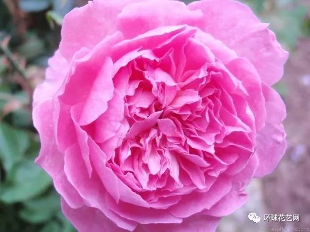 十大最稀有的玫瑰花品种图片,稀有玫瑰花品种大全图片