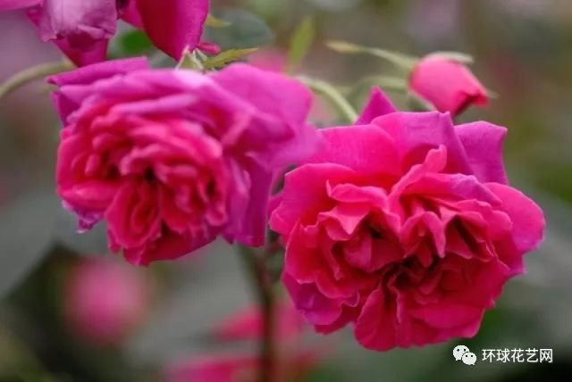 稀有玫瑰花品种大全图片,九种常见玫瑰花品种排名