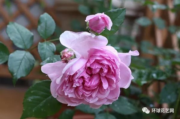 稀有玫瑰花品种大全图片,九种常见玫瑰花品种排名