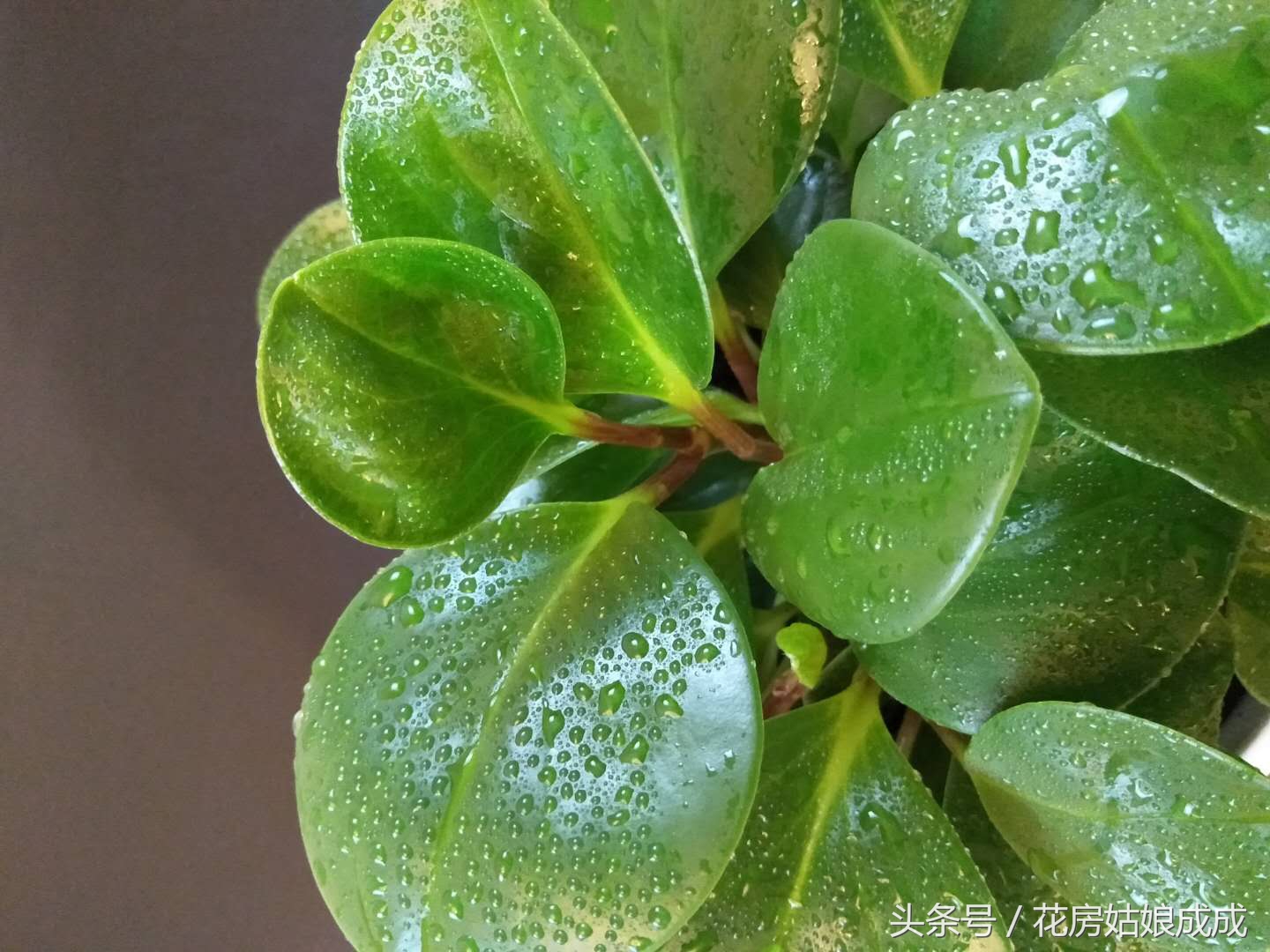 多肉碧玉花徒长怎么办,碧玉莲怎么避免徒长