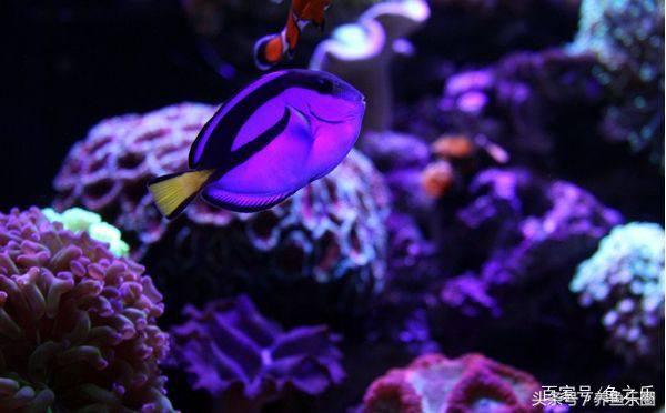 养鱼硝化细菌正确使用方法,硝化细菌在养鱼过程中如何使用