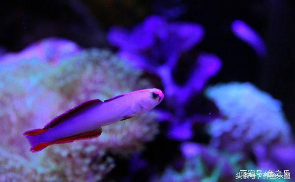 养鱼硝化细菌正确使用方法,硝化细菌在养鱼过程中如何使用