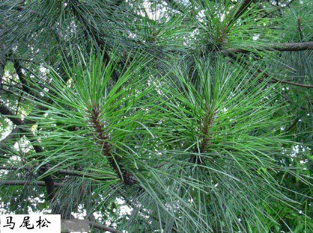 农村这野果像刺猬浑身带刺,农村这种野果有钱也很难买到