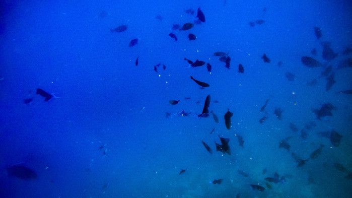 美娜多潜水圣地,印尼美娜多海豚潜水