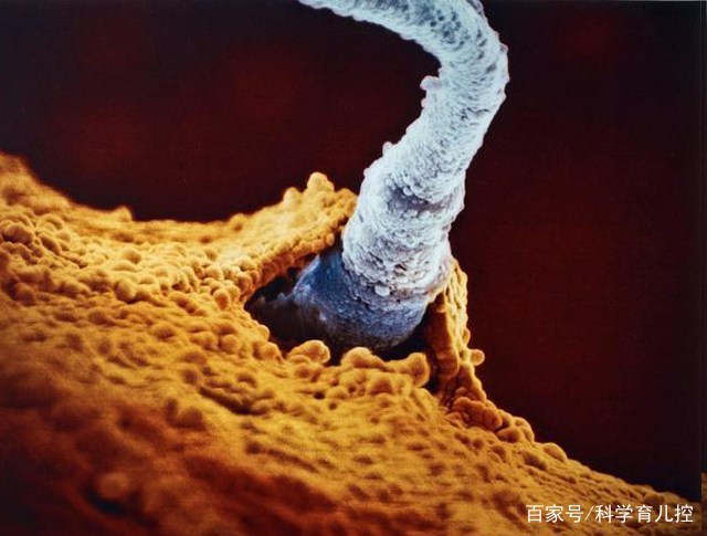 精子的产生全过程,精子从开始到最后的过程