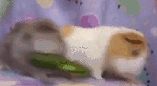 荷兰猪能不能大量吃黄瓜,荷兰猪可以只吃黄瓜胡萝卜白菜吗