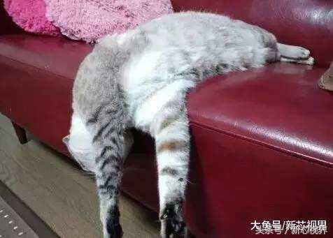 爱踢足球的猫,微笑的猫咪