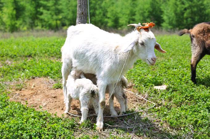 本溪有游泳池的山庄,本溪无边泳池冬天