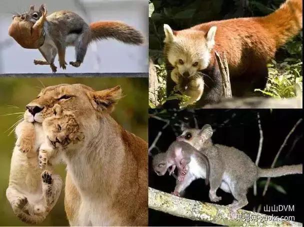 社群5月榜丨为什么掐住猫的后脖颈,它就动不了了?