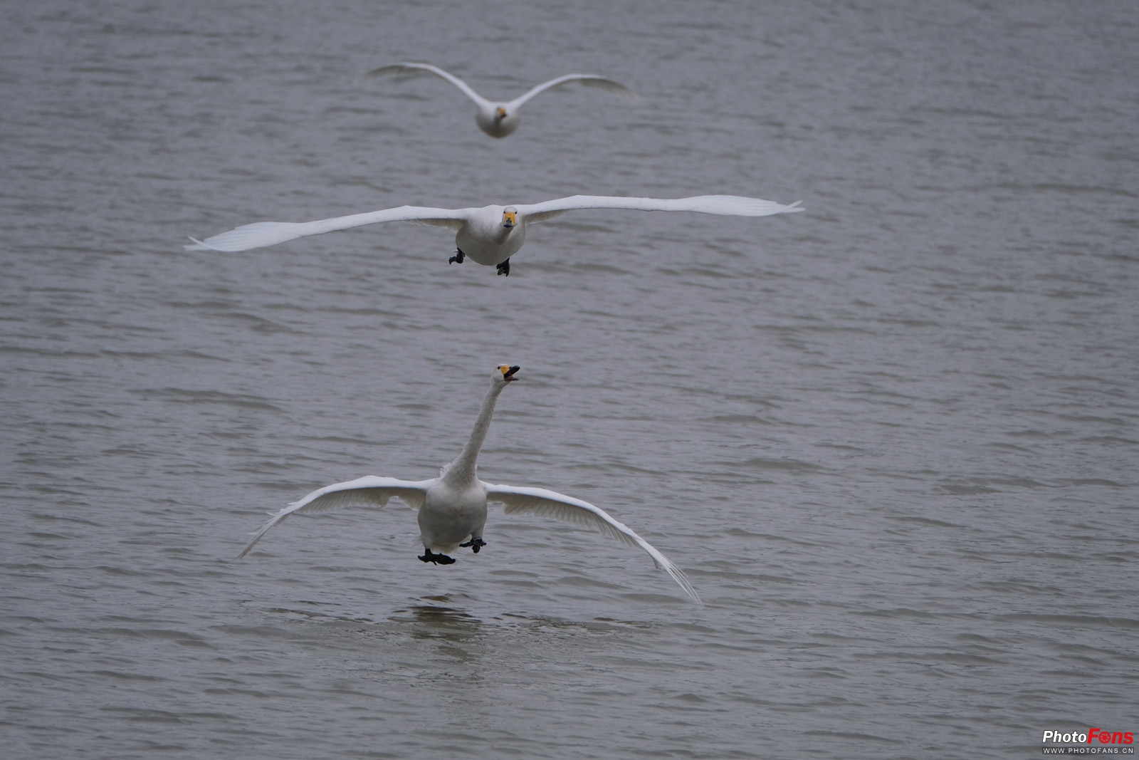 拍鸟如何选择对焦,全方位揭秘拍鸟技巧