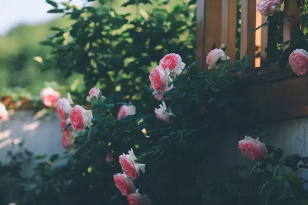 南京20分钟车程外的不老村，咖啡屋、书吧、酒吧，周末度假好去处