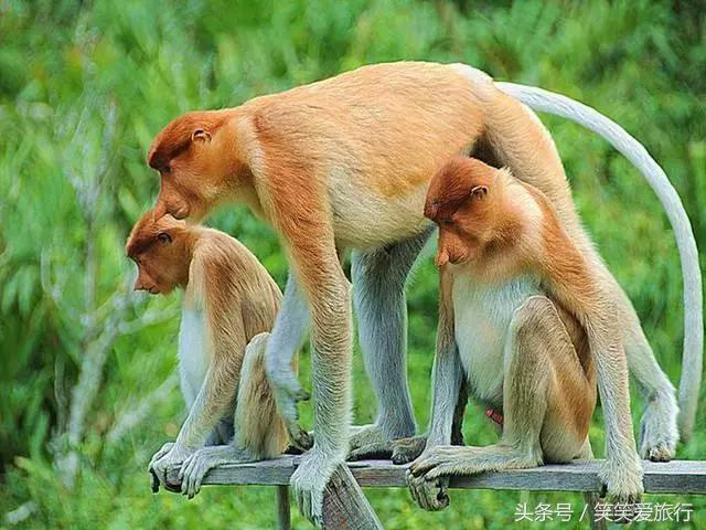 沙巴必去的十大景点,沙巴旅游攻略100条