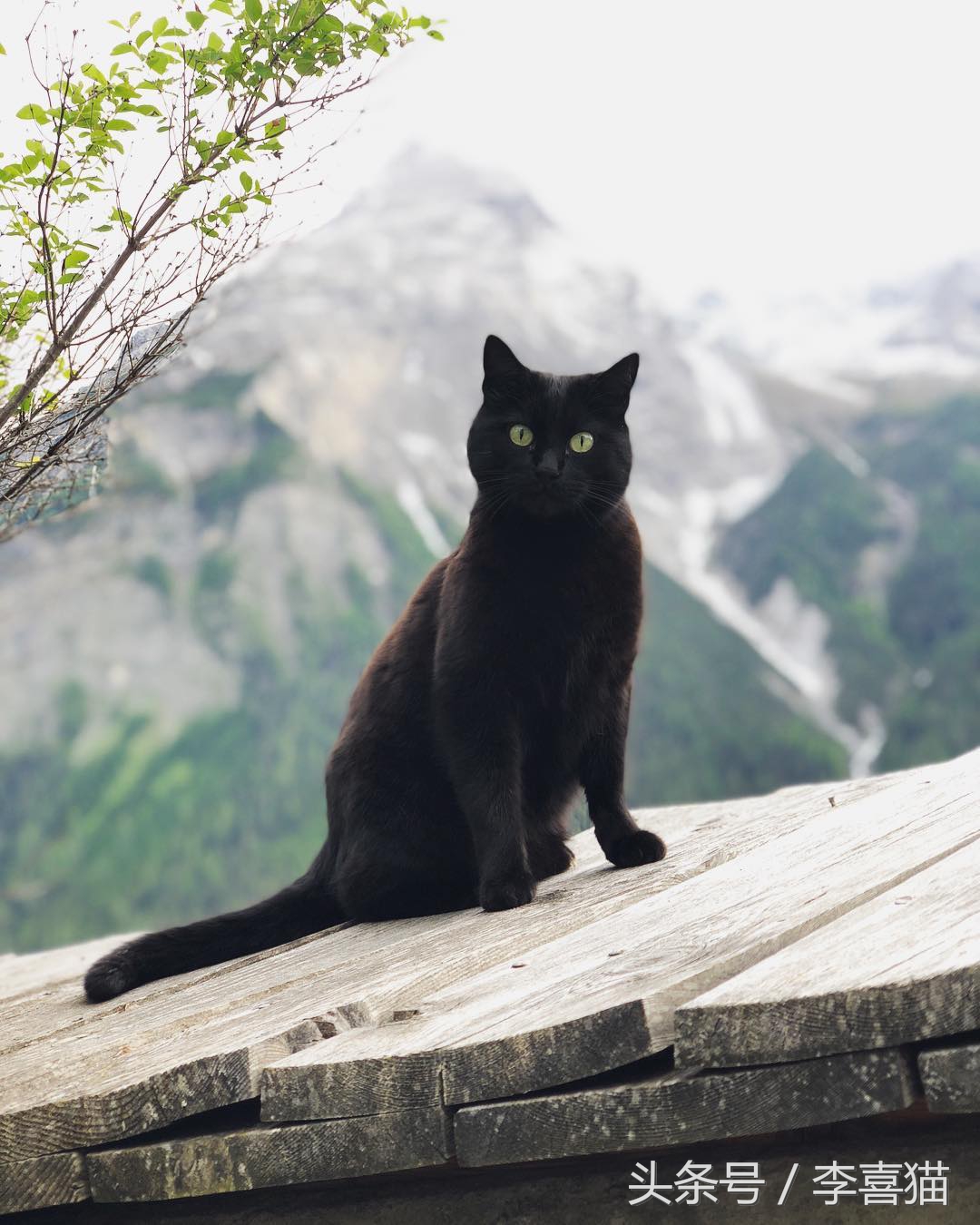 大名鼎鼎的中华气死猫,专业欺负铲屎官,谁养谁知道