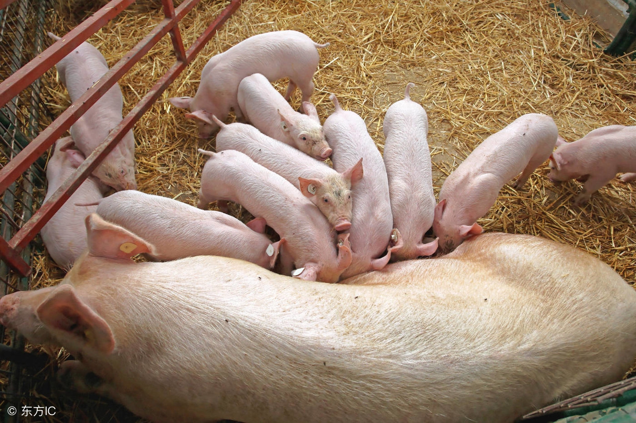 母猪产后不食怎么办啊,母猪产后不食解决方法