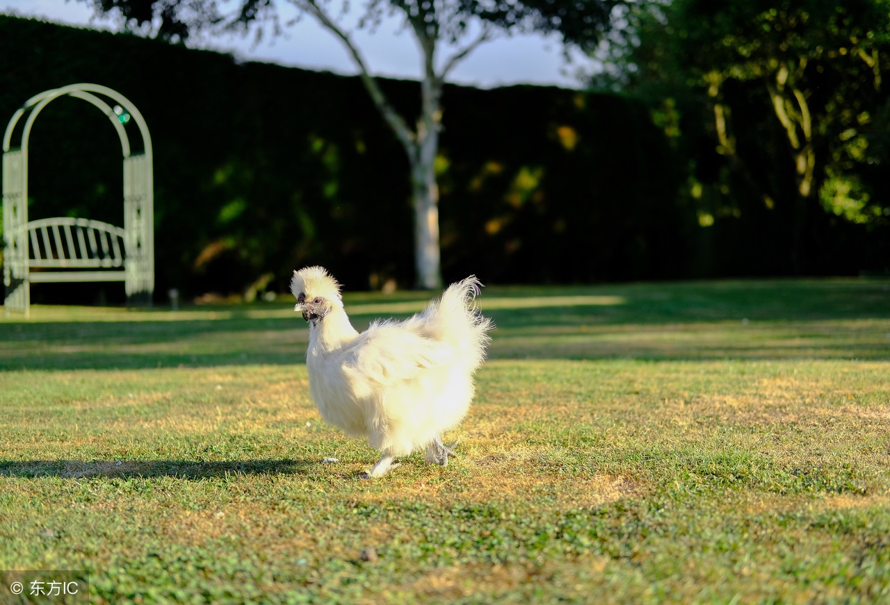 竹丝鸡雏鸡的饲养方式,竹丝鸡怎么挑回来养
