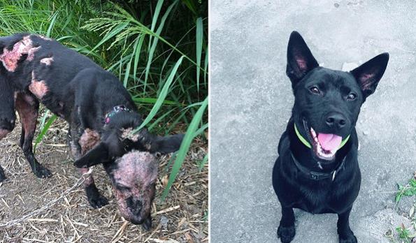 爱是最好的整容方式！狗狗身上长蛆发臭，惹人厌，半年后判若两狗