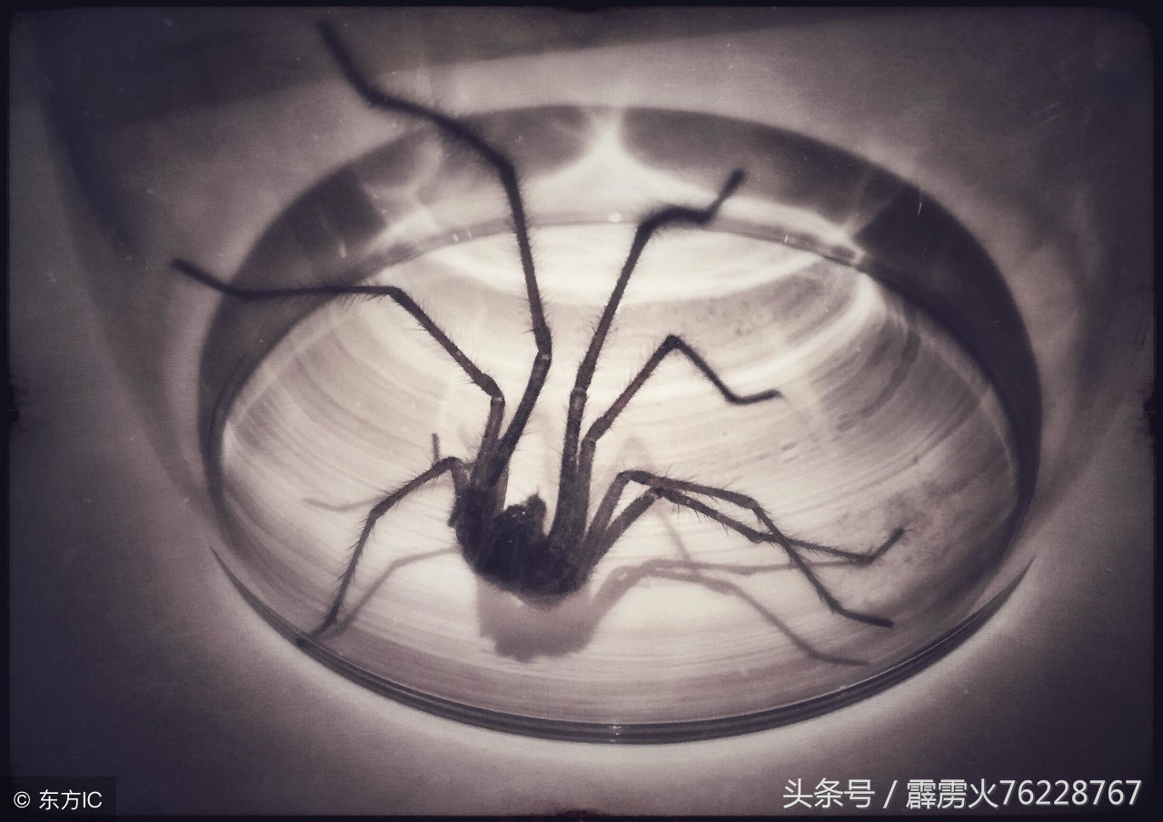 甲骨文破译准确吗,破译甲骨文的规律