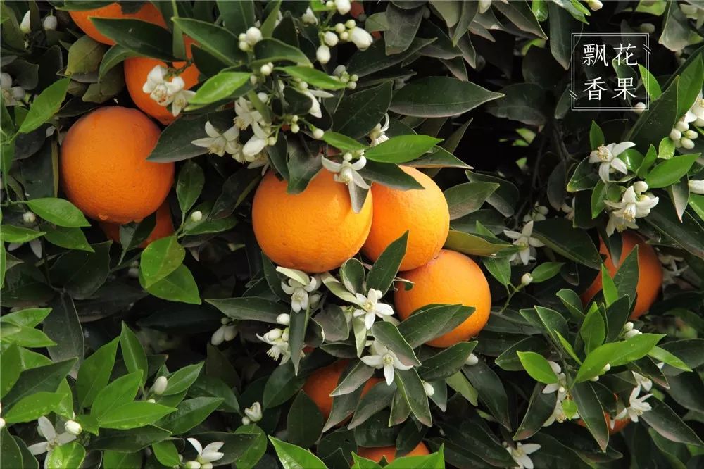 秭归脐橙分析,风云突变为什么这么严重