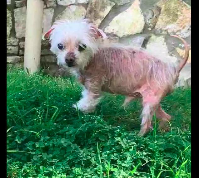 狗狗11岁掉毛,狗狗年龄大了疯狂掉毛