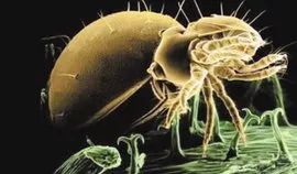 古人说别来无恙该怎么回,古人回复别来无恙