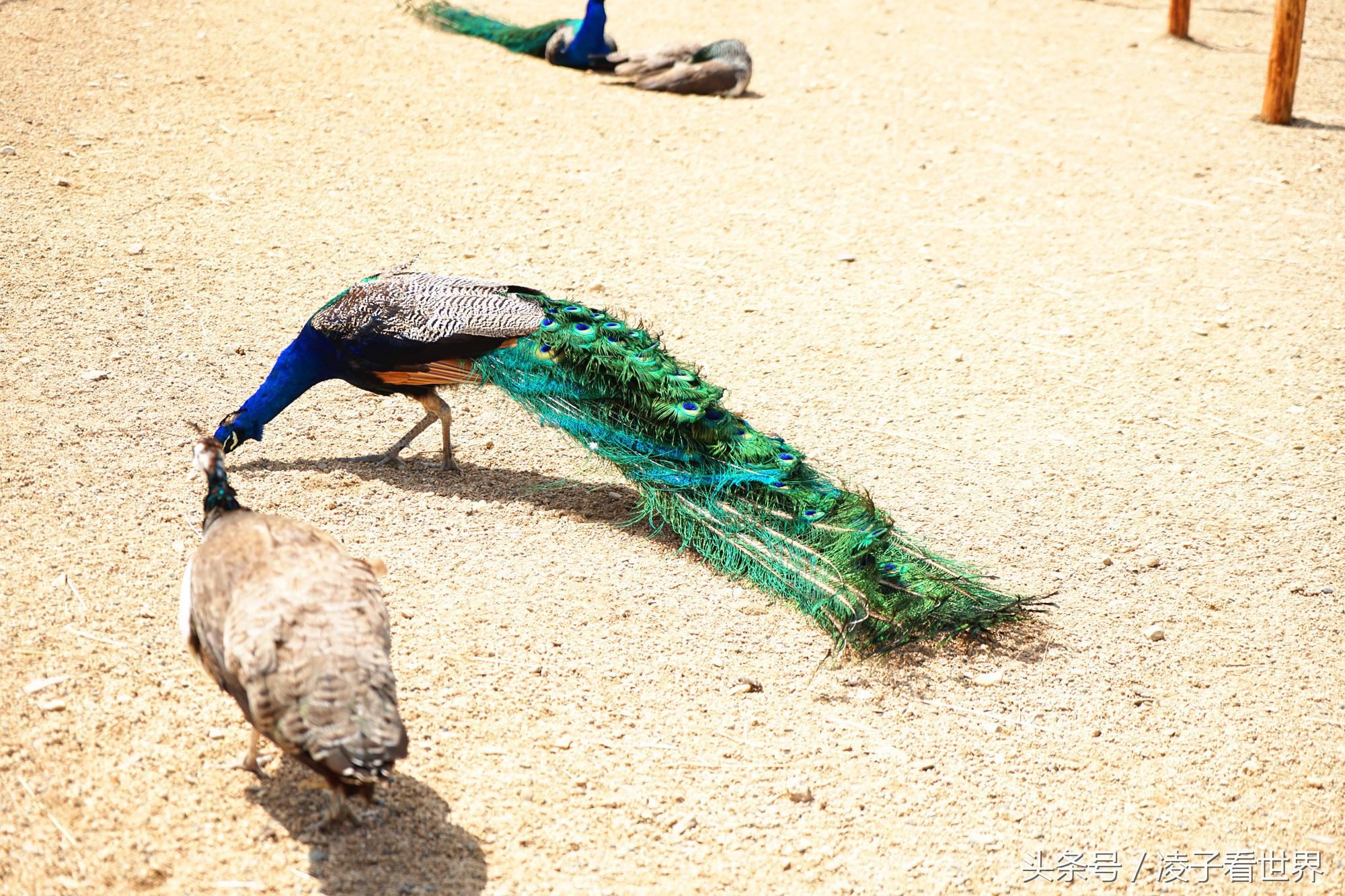 辽宁旅顺天沐温泉度假酒店,辽宁花溪沐温泉小镇
