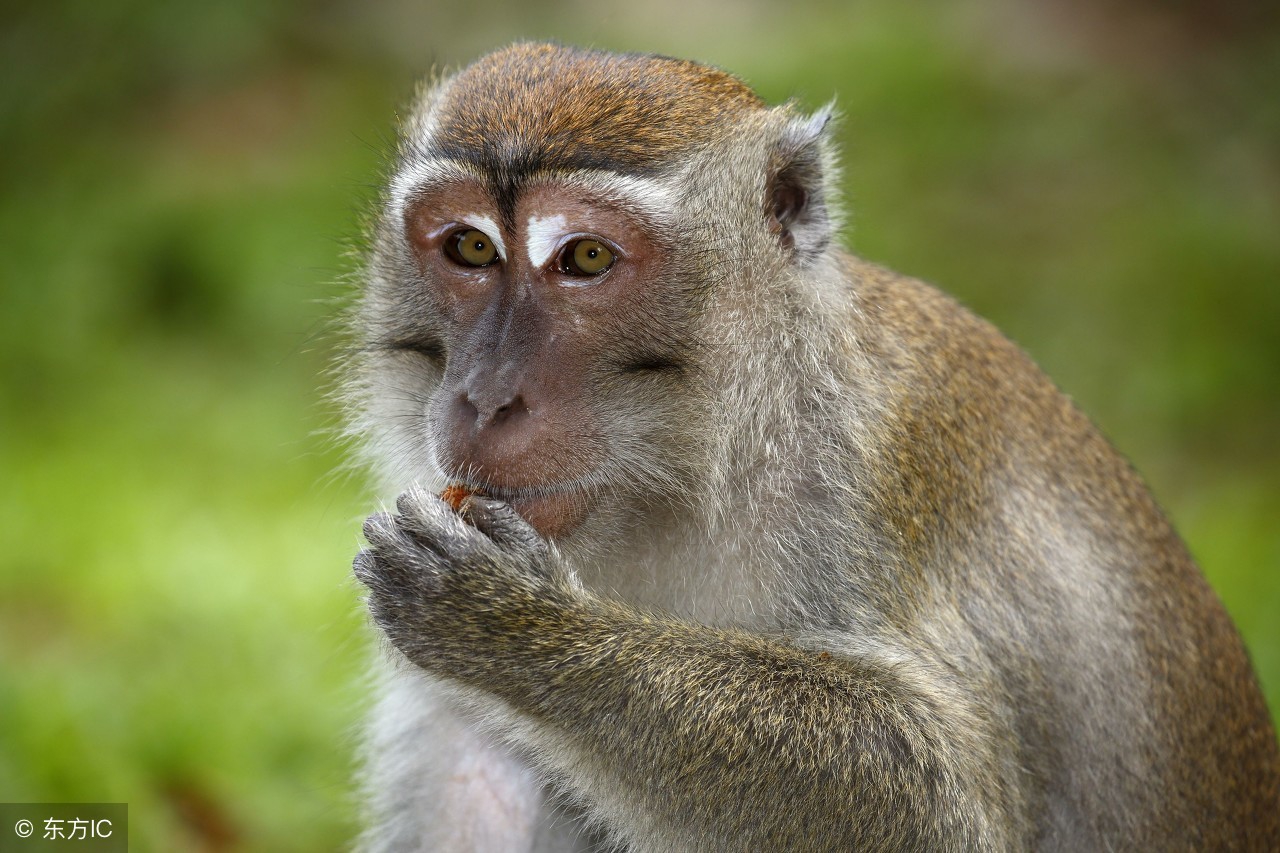 属猴的六月份财运怎样,猴六月份财运
