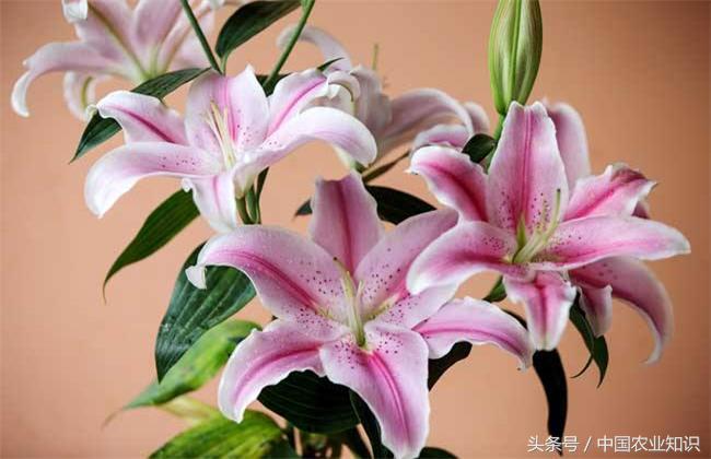 香水百合怎么养才好看,香水百合怎么养家里